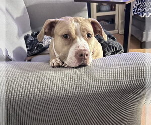Macy May - Female American Staffordshire Terrier-Unknown Mix Dog for Adoption - Photo #2