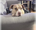 Small Photo #2 American Staffordshire Terrier-Unknown Mix Puppy For Sale in Garner, NC, USA