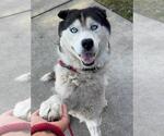 Small #1 Siberian Husky
