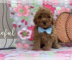 Poodle (Toy) Puppy for sale in LANCASTER, PA, USA