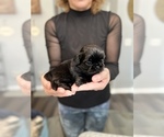 Small Photo #8 Shih Tzu Puppy For Sale in BUFORD, GA, USA