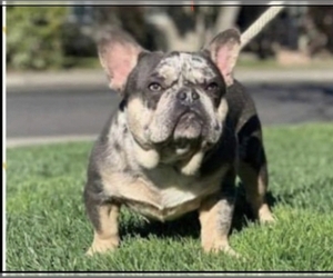 Father of the French Bulldog puppies born on 02/23/2020