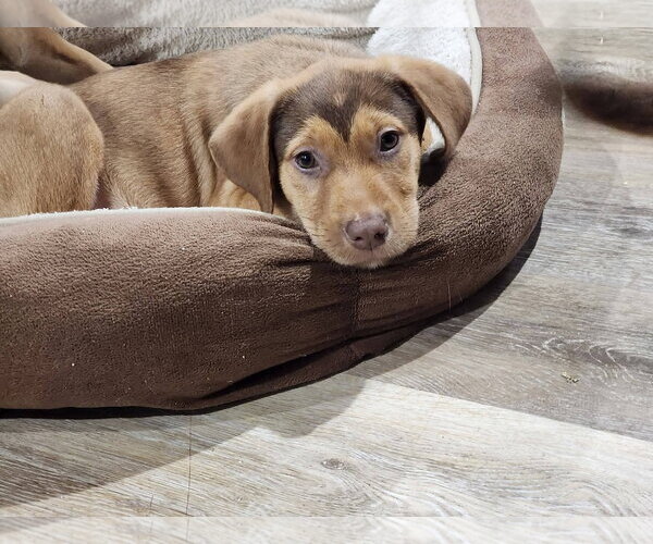 Medium Photo #2 Catahoula Leopard Dog-Unknown Mix Puppy For Sale in Marine City, MI, USA