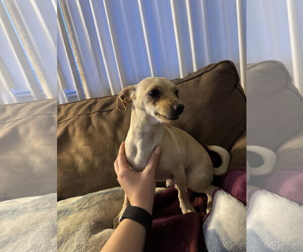 Medium Photo #1 Chiweenie Puppy For Sale in MIDWAY, UT, USA