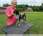 Small #2 German Shorthaired Pointer