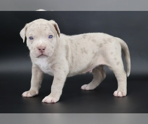 American Bully Puppy for sale in CHAMPAIGN, IL, USA