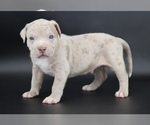 Image preview for Ad Listing. Nickname: Henok