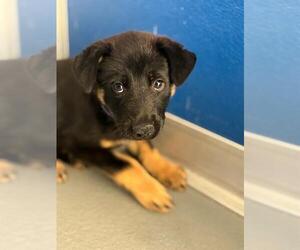 German Shepherd Dog-Unknown Mix Dogs for adoption in Visalia, CA, USA