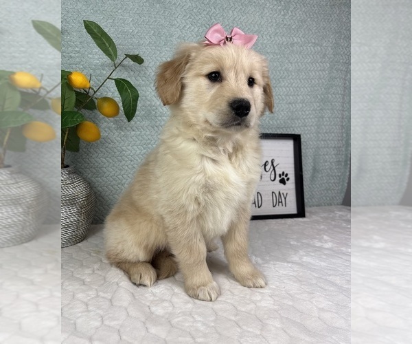Medium Photo #6 Golden Retriever Puppy For Sale in FRANKLIN, IN, USA
