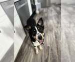 Small #2 Australian Shepherd Mix