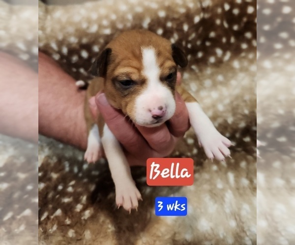 Medium Photo #10 Basenji Puppy For Sale in LOMETA, TX, USA