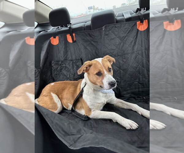 Medium Photo #5 American Pit Bull Terrier-Unknown Mix Puppy For Sale in Evansville, IN, USA