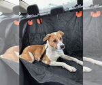 Small #4 American Pit Bull Terrier Mix