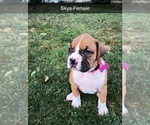 Small Photo #1 Boxer Puppy For Sale in JACKSON, MI, USA