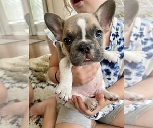 French Bulldog Puppy for sale in CASSELBERRY, FL, USA