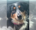 Small Photo #2 Australian Shepherd-Unknown Mix Puppy For Sale in Valrico, FL, USA