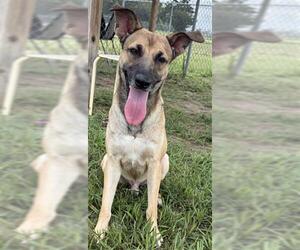 TEMPEST - Male German Shepherd Dog-Unknown Mix Dog for Adoption - Photo #2