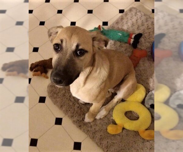 Medium Photo #3 Labrador Retriever-Unknown Mix Puppy For Sale in New York, NY, USA