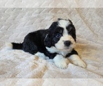 Small #8 Aussiedoodle