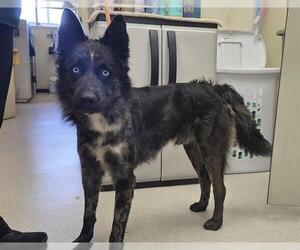 Siberian Husky-Unknown Mix Dogs for adoption in Camarillo, CA, USA