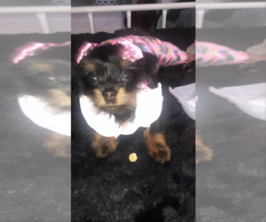 Chorkie Puppy for sale in SPARTANBURG, SC, USA