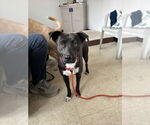 Small #12 Labrador Retriever Mix