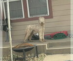 Small #2 Poodle (Standard) Mix