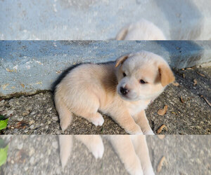 Shiba Inu Puppy for Sale in BUFFALO, New York USA