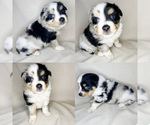 Small Photo #4 Miniature Australian Shepherd Puppy For Sale in BROOKER, FL, USA