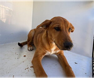 Siberian Husky-Unknown Mix Dogs for adoption in Augusta, GA, USA