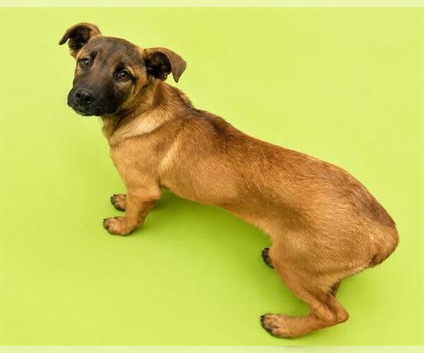 Medium Photo #1 Mutt Puppy For Sale in HESPERIA, CA, USA