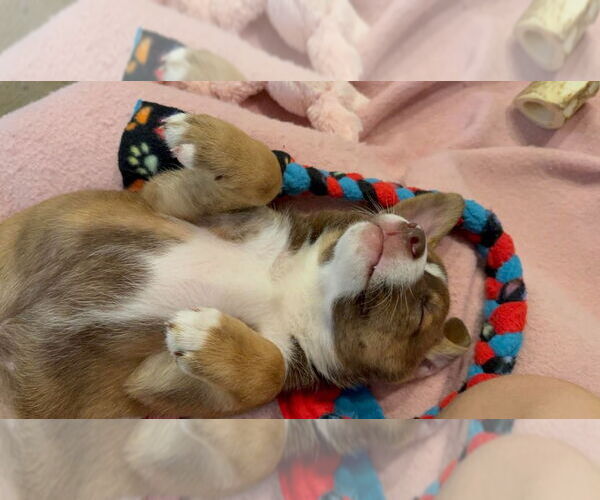 Medium Photo #3 Mutt Puppy For Sale in Minneapolis, MN, USA