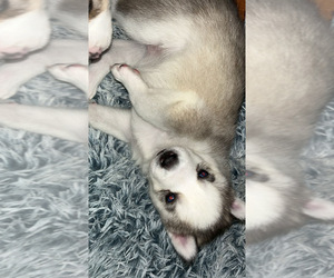 Siberian Husky Puppy for sale in CHICAGO, IL, USA