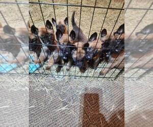 Belgian Malinois Puppy for sale in JACKSONVILLE, FL, USA