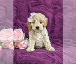 Small Photo #1 Cockapoo-Poodle (Miniature) Mix Puppy For Sale in NEW HOLLAND, PA, USA