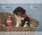 Small Photo #11 Aussiedoodle Puppy For Sale in SANGER, TX, USA