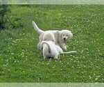 Small Photo #8 English Cream Golden Retriever Puppy For Sale in BELLWOOD, PA, USA