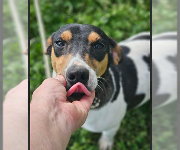 Medium Photo #3 Chihuahua-Unknown Mix Puppy For Sale in Cranston, RI, USA