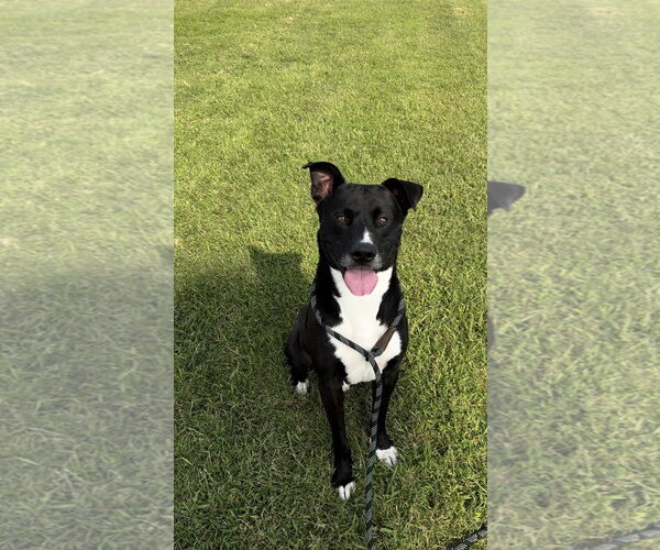 Medium Photo #1 American Bulldog-Labrador Retriever Mix Puppy For Sale in Pryor, OK, USA