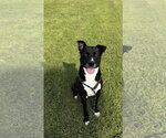 CHANCE - Male American Bulldog-Labrador Retriever Mix Dog for Adoption - Small photo