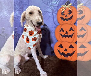 Poodle (Miniature) Dogs for adoption in Valrico, FL, USA