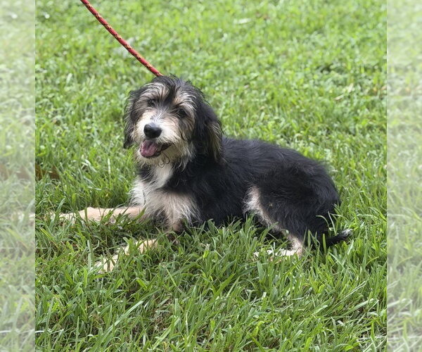 Medium Photo #4 Mutt Puppy For Sale in Yardley, PA, USA