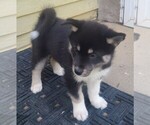 Puppy 2 Pomsky
