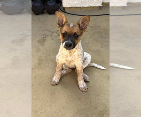 Medium Photo #5 Mutt Puppy For Sale in Dana Point, CA, USA