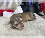 Small Photo #14 Siberian Husky Puppy For Sale in PEYTON, CO, USA