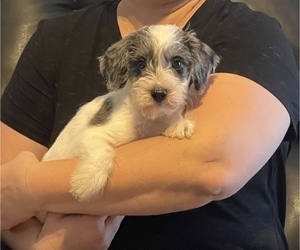 Poodle (Toy)-Schnauzer (Miniature) Mix Puppy for sale in EL CAMPO, TX, USA