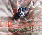 Small #6 Labrador Retriever Mix