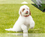 Small #5 Goldendoodle (Miniature)