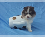 Small Photo #18 Pomeranian Puppy For Sale in WEST PALM BEACH, FL, USA