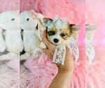 Small #2 Yorkshire Terrier